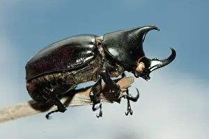 Rhinoceros: Coconut Palm Beetle