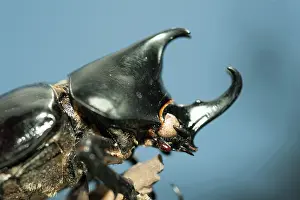 Rhinoceros: Coconut Palm Beetle