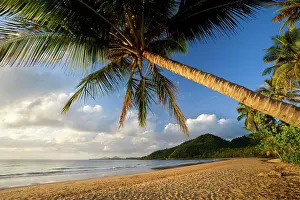 Coconuts: Coconut palm - coconut palms grow on a white dream