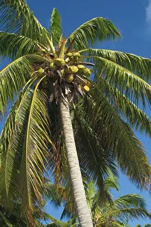 Keeling: Coconut palm and coconuts - On West Island