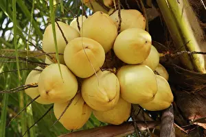 Coconuts: Coconut Palm - fruit