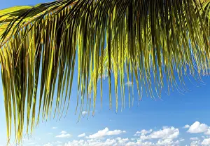 Fronds: Coconut palm leaf in the evening sun