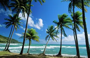 Coconuts: COCONUT Palm - Palm Trees along shoreline