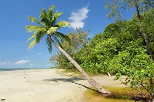 Grows: Coconut palm - a single coconut palm grows on a