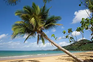 Grows: Coconut palm - a single coconut palm grows on a