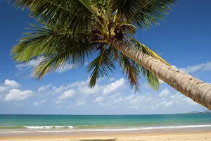 Grows: Coconut palm - a single coconut palm grows on a