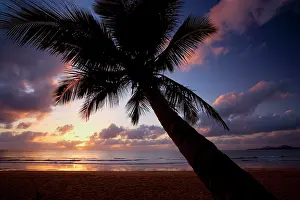 Grows: Coconut palm - a single coconut palm grows on a