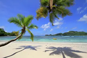 Leafy: Coconut palm trees (Cocos nucifera) on beach, Baie