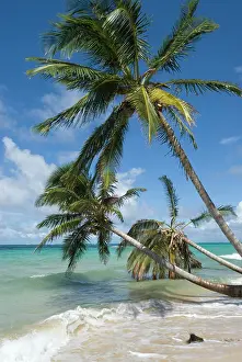 Nucifera: Coconut palm trees (Cocos nucifera), Little Corn