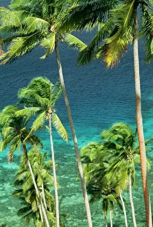 Coconuts: COCONUT PALMS