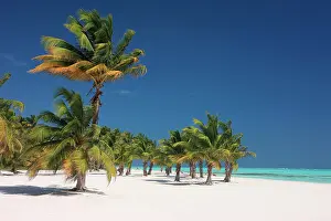 Nucifera: Coconut palms on a beach near Punta Cana, Dominican