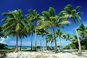 Coconuts: Coconut palms on beach Taunga Island
