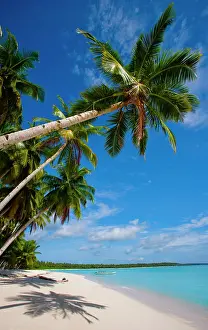 Palms: Coconut palms on blue sky background. Indonesia