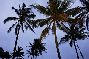 Anakena: Coconut palms (Cocos nucifera), Anakena Beach
