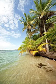 Bodies: Coconut Palms (Cocos nucifera) on the beach in Boca
