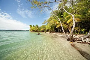 Bodies: Coconut Palms (Cocos nucifera) on the beach in Boca