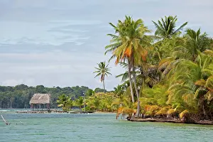 Bodies: Coconut Palms (Cocos nucifera) on the beach in Boca