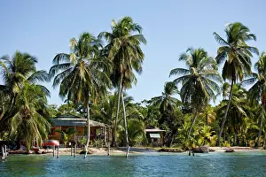 Bodies: Coconut Palms (Cocos nucifera) on the shores of
