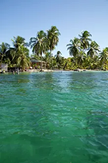 Bodies: Coconut palms (Cocos nucifera) on the shores of