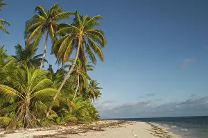 Keeling: Coconut palms - On a deserted beach