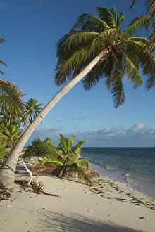 Keeling: Coconut palms - On a deserted beach on West island