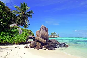 Palms: Coconut palms and granite rocks on beach, Anse Royal
