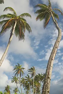 Keeling: Coconut Palms - Home Island