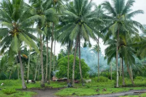 Brian Mcdairmant: Coconut plantation
