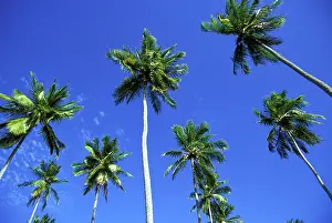 Coconut: Coconut Plantation
