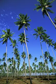 Coconut: Coconut Plantation