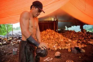 Brian Mcdairmant: Coconut production - Local man splitting and removing