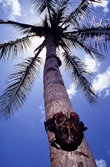 Robber: Coconut / robber crab climbing up palm tree