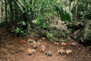 Robber: Coconut / Robber Crab - moving through forestSS
