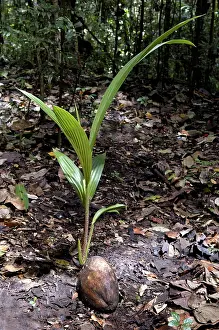 Seedlings: Coconut rooting in the rainforest of St. Lucia