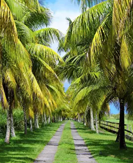 Arecaceae: Coconut row, Basse Terre landscape, Guadeloupe