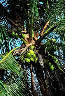 Coconuts: Coconut Tree