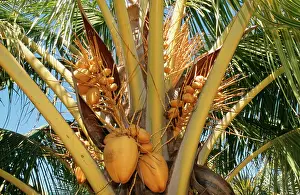 Coconuts: Coconut Tree - coconuts