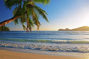 Palms: Coconut tree overhanging, in the beautiful bay of