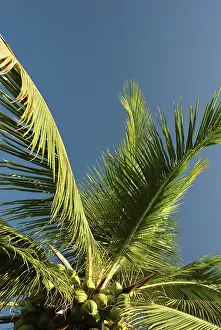 Bold: Coconutpalm