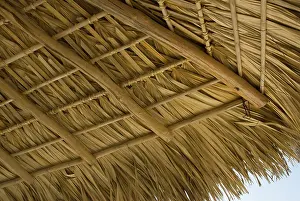 Persistence: Coconutpalm