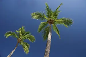 Tough: Coconutpalm