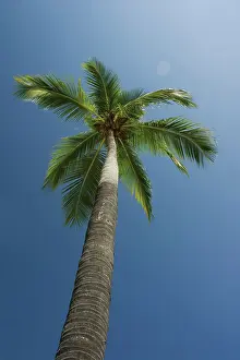 Tough: Coconutpalm