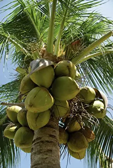 Bold: Coconutpalm