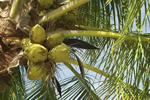 Keeling: Coconuts - On Home Island, Cocos (Keeling) Islands