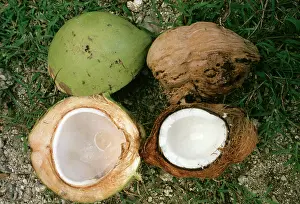 Ripe: Coconuts - ripe & unripe