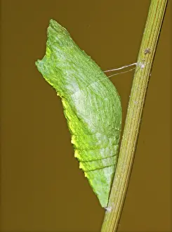 Northeastern: Cocooned Eastern Black Swallowtail Butterfly