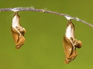 Fritillary: Cocooned Gulf Fritillary Butterflies