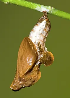 Fritillary: Cocooned Gulf Fritillary Butterfly