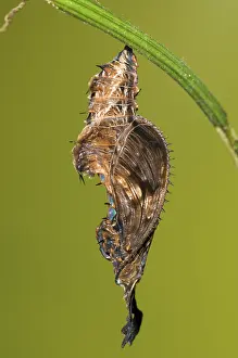 Heliconius: Cocooned Zebra Longwing Butterfly