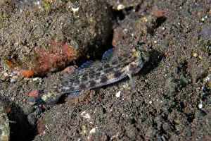 Stripe: Cocos Goby